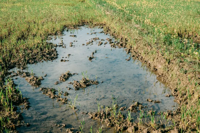 a puddle of water in a field with grass